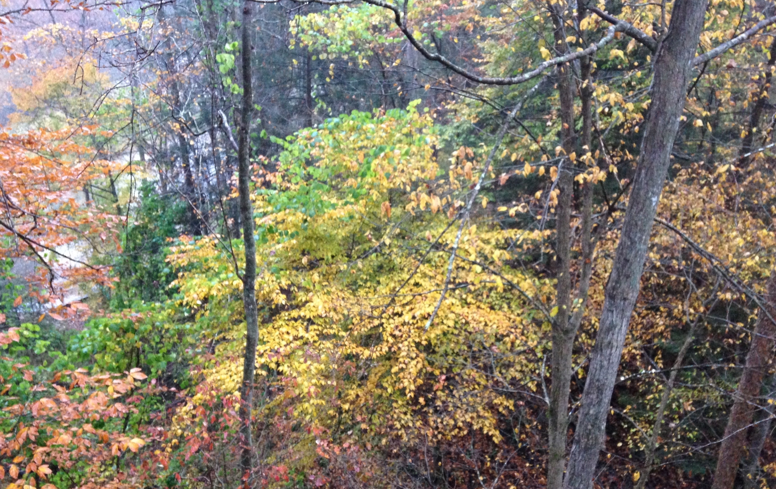 forest of trees with multi-color leaves showing the variation in leaves and nature