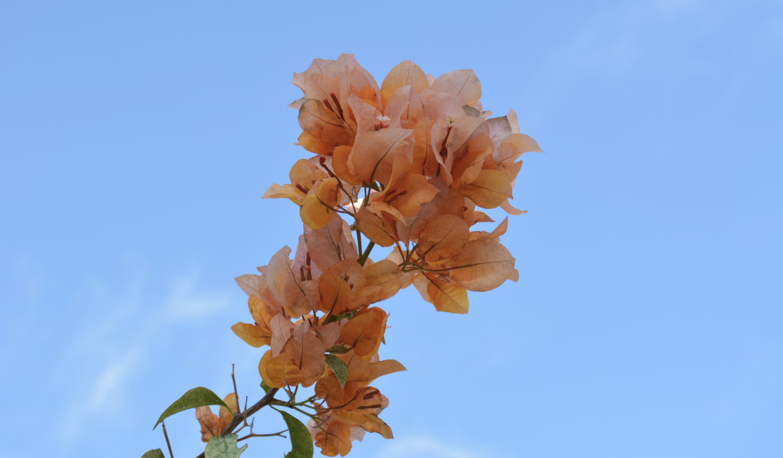 peach colored flower agains a blue sky showing kindness