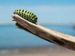 change represented by a caterpillar walking on a branch
