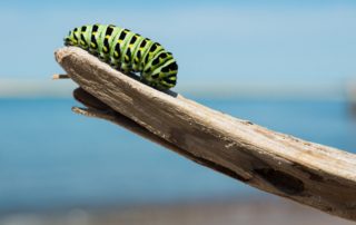 change represented by a caterpillar walking on a branch