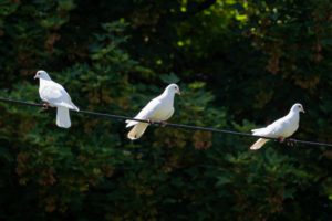 Three white pigeons sitting on a pier line with trees in the background