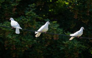 Three white pigeons sitting on a pier line with trees in the background