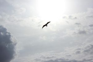 bird soaring silhouette and sun shining