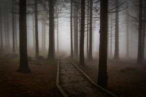 a path in a gloomy pine forest a reminder of our fears