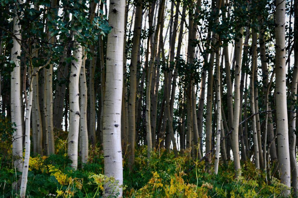 A dense forest of slender, white-barked trees surrounded by lush green underbrush and scattered yellow foliage.