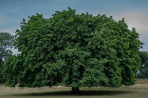 Close-up of a tree trunk with rough bark and a large, dark, irregularly-shaped hollow in the center.