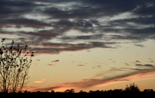 silence-a sunset with dark grey and orange clouds with a tree top on the left