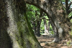 a stand of large live oak trees
