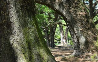 a stand of large live oak trees