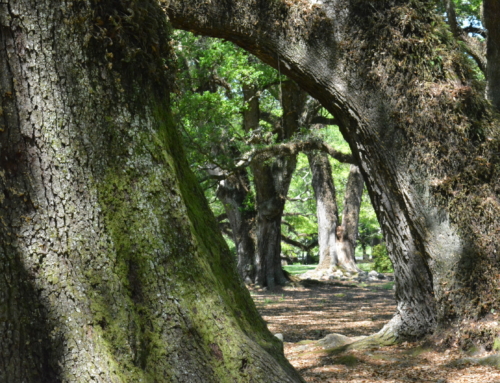 Resilience, the Ultimate Lifeline of Hope