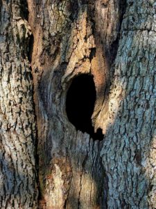 Close-up of a tree trunk with rough bark and a large, dark, irregularly-shaped hollow in the center.