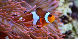clown fish swimming out of a sea anemone-build persistence