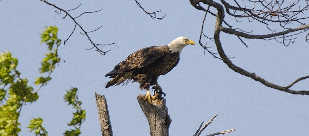 a bald eagle sitting