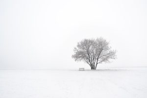 a solitary tree and bench in the snow-minimalism