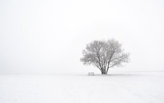 a solitary tree and bench in the snow-minimalism