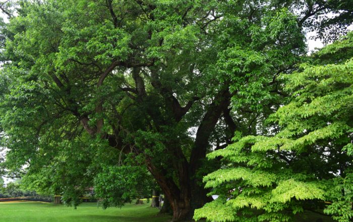 a large tree branches reaching out across a green lawn