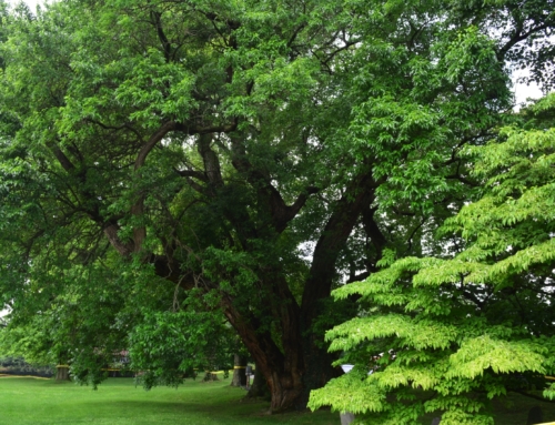 Trees Hide Secrets and a Daring Little Girl