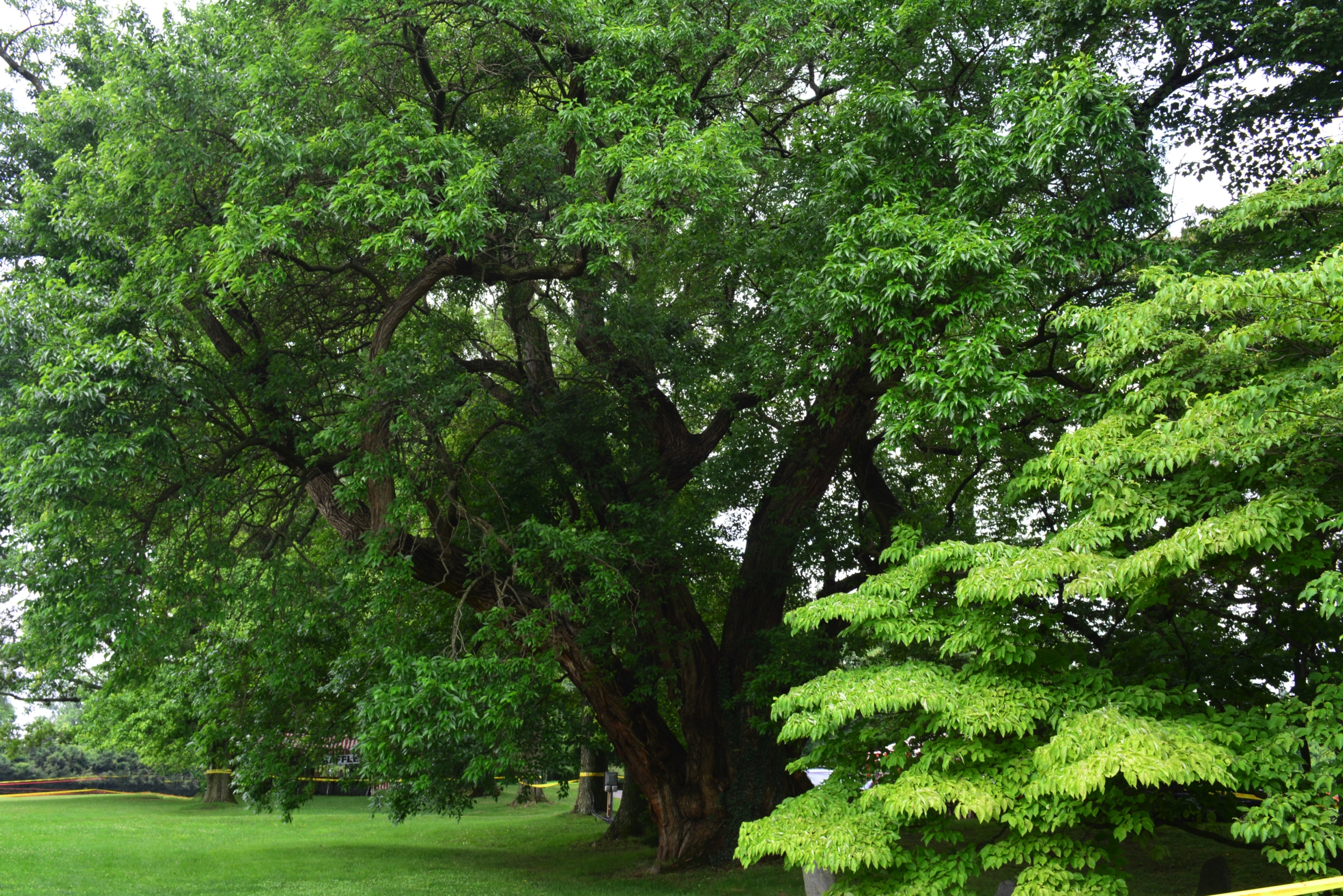 a large tree branches reaching out across a green lawn
