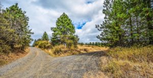 a fork in the dirt road with trees-the road less traveled