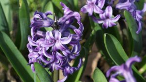a purple hyacinth that represents sorrow and forgiveness-forgive yourself