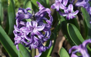 a purple hyacinth that represents sorrow and forgiveness-forgive yourself