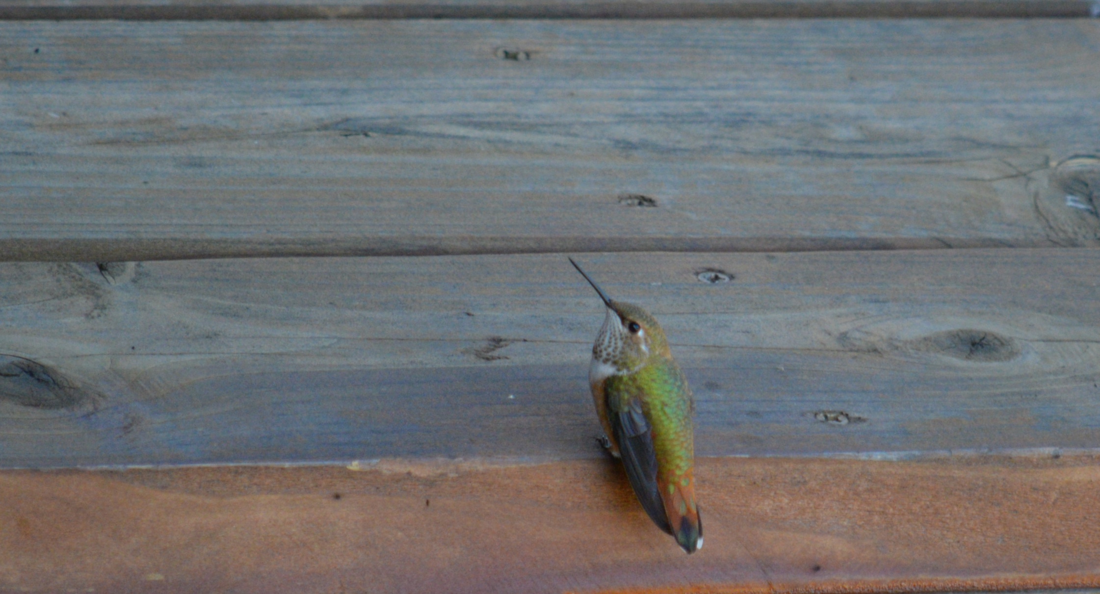 a single daring hummingbird resting on a wooden deck waiting to take flight