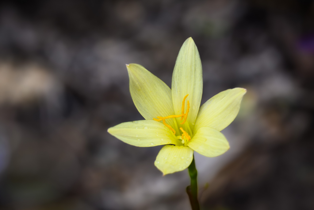 Close-up of a delicate yellow flower with orange stamens and water droplets against a blurred natural background.