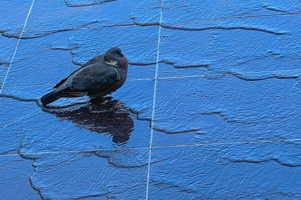 A dark pigeon standing on a blue tiled surface with irregular wavy patterns, casting a clear shadow on the tiles.