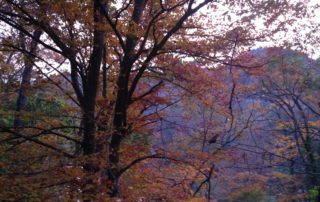 The changing leaves in the Kentucky woods show the many colors of fall and create urgency for change