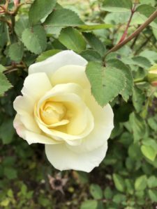 a single pale yellow rose bloom