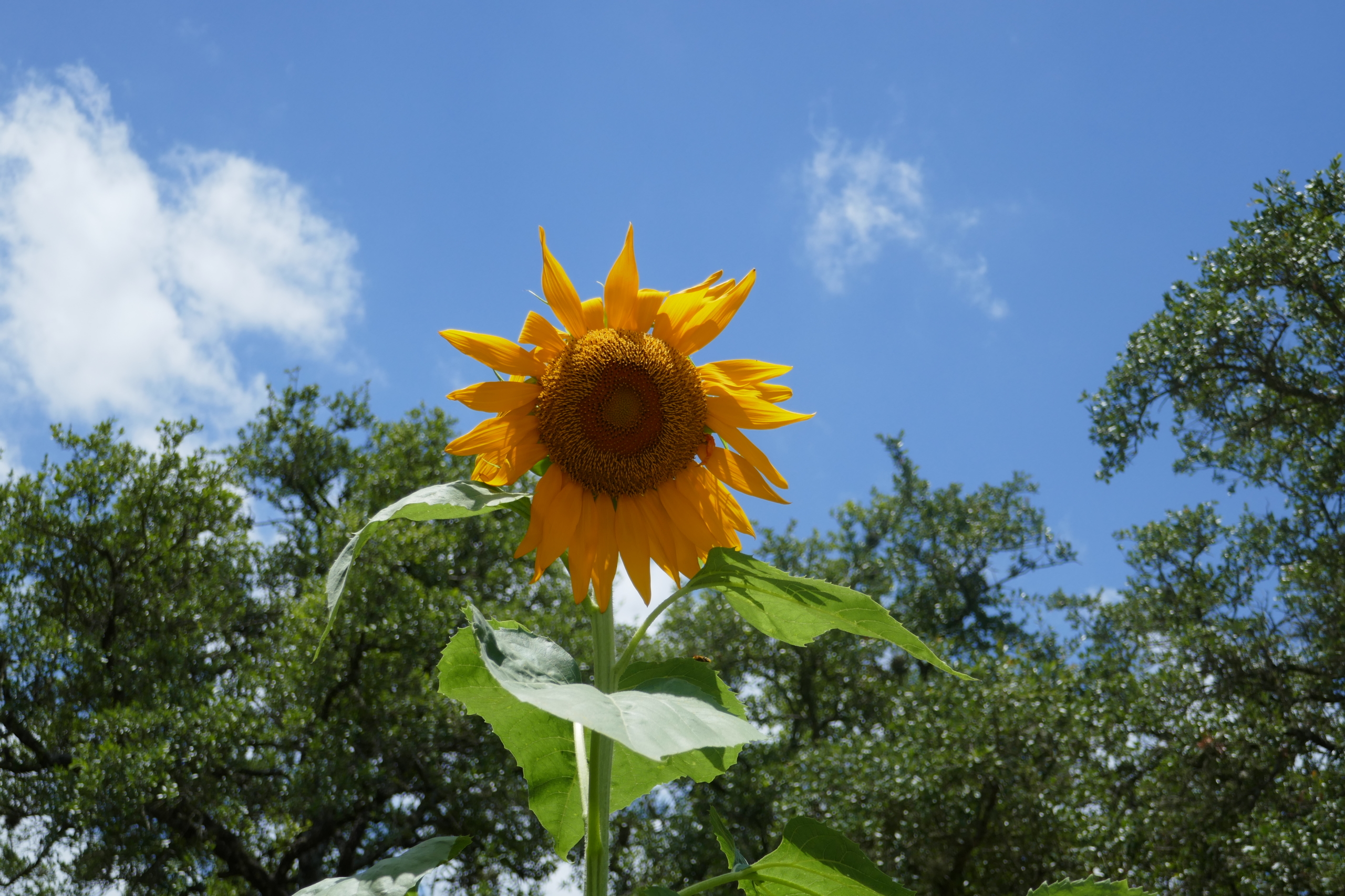 a single large sunflower against a blue sky representing minimalism