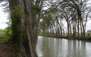 Large cypress tree to the left of a running creek remind me of strong women