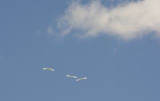 blue skies with a white fluffy cloud on the right and three white birds flying to find the lost art of happiness