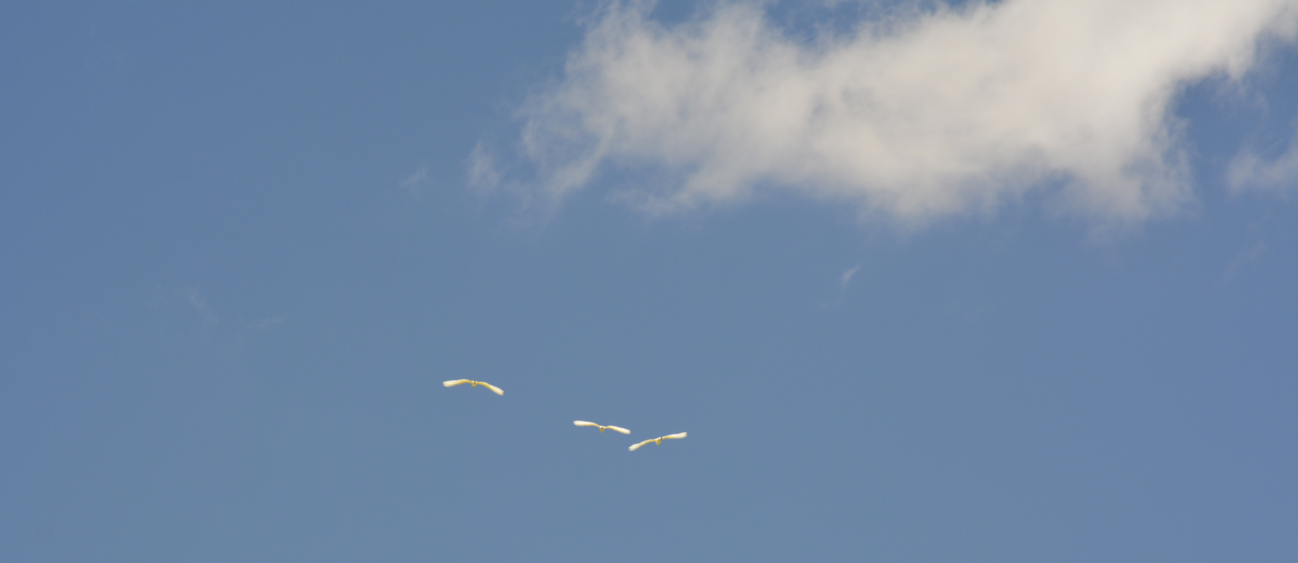blue skies with a white fluffy cloud on the right and three white birds flying to find the lost art of happiness
