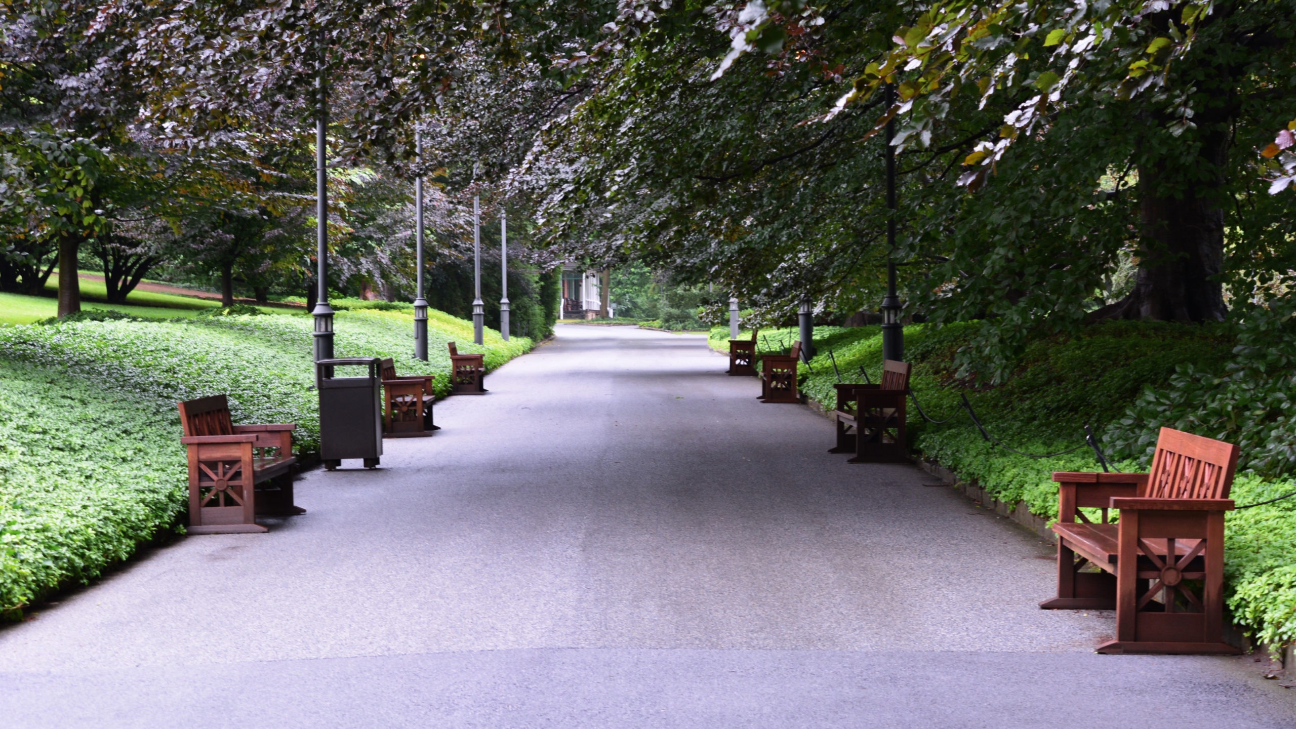 tree lined pathway with wooden benches spaced evenly along the sides, a place for thoughts about an uncertain future