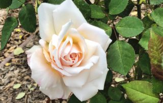 a pink tinted single white rose blooming in the garden expresses how we all want love