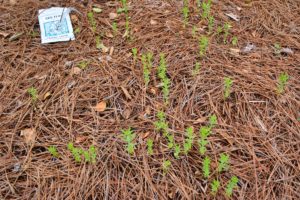 red flax seedlings agains brown pine needles