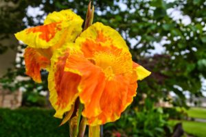 canna lily with orange and yellow with green shrubs in the background