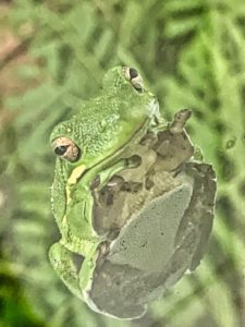 a small green tree frog clinging to a window with a smile-humor in nature