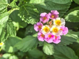 close up of lantana with pink and yellow flowers with green leaves