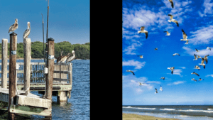 two photos divided by a black space, on the left, brown pelicans sit on the pier above blue waters and beneath a blue sky; on the right a flock of seagulls hover over the sandy beach with a bright blue sky and thin white clouds-healing powers of the ocean