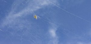spider on her set against a blue sky and wispy white clouds