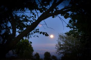 moon shining through the trees in a dark blue sky at dusk