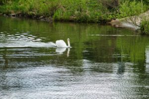 a white swan floating on the river with the shore behind her