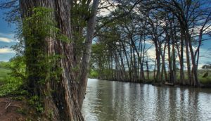 huge cypress tree on the bank of the Frio River sits in the foreground with more trees on the oppositite bank