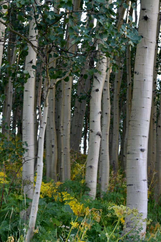 Aspen trees in a forest on the side of a mountain with sunlight peeking behind the trees