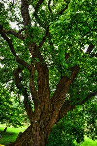 multi-trunk oak tree with bright green leaves with light reaching through the branches