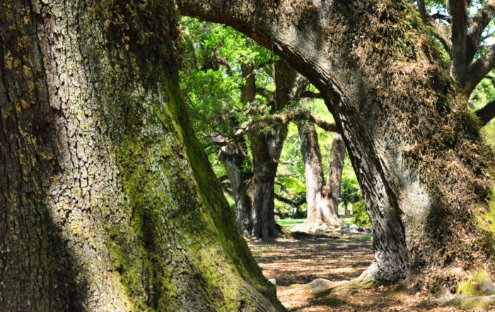 several large oak trees trunks in the forest with sunlight shining through them show us how being rooted makes all the difference