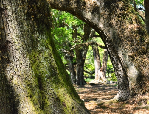 Being Rooted Makes All the Difference
