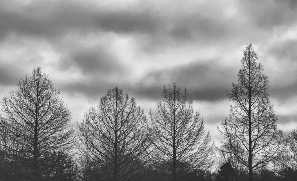 black and white photo of leafless trees against a cloudy sky